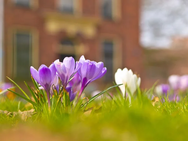 Croco de floración violeta — Foto de Stock