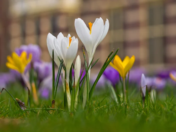 Vit krokus — Stockfoto