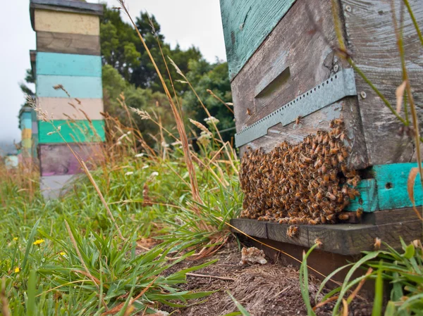 Grupo de abejas en la entrada de una colmena — Foto de Stock