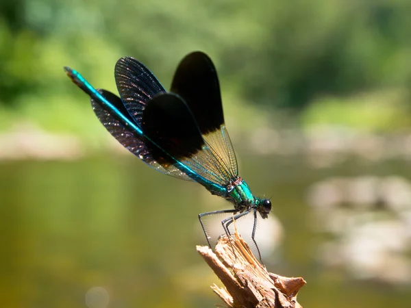 Damselfly σε ένα κλαδί — Φωτογραφία Αρχείου