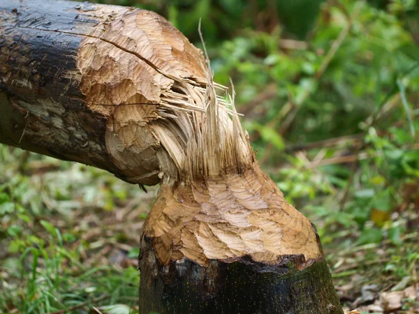 Tree felling por Beaver — Fotografia de Stock