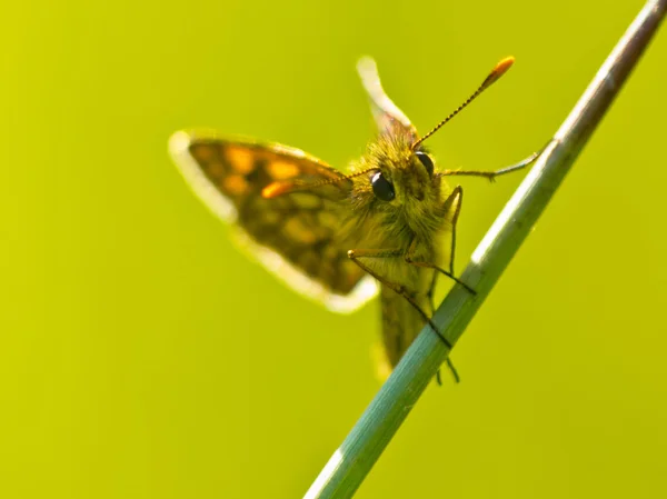 Chequered skipper — Stock Photo, Image