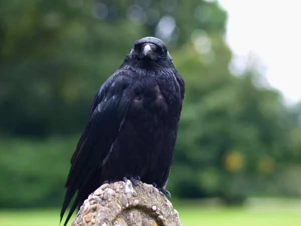 Sort Carrion Crow frontal visning - Stock-foto