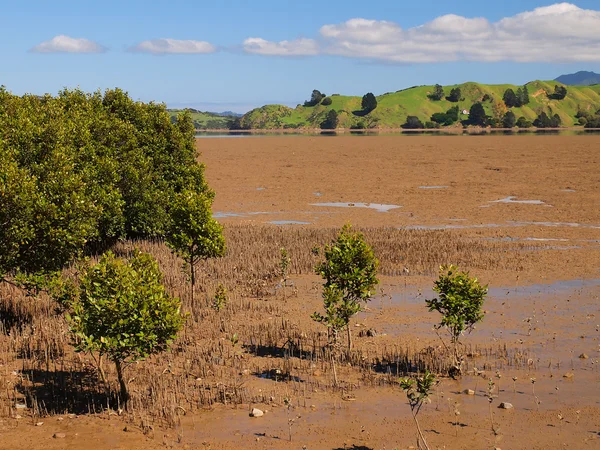 Mangroves in Estuary New Zealand — Stock Photo, Image