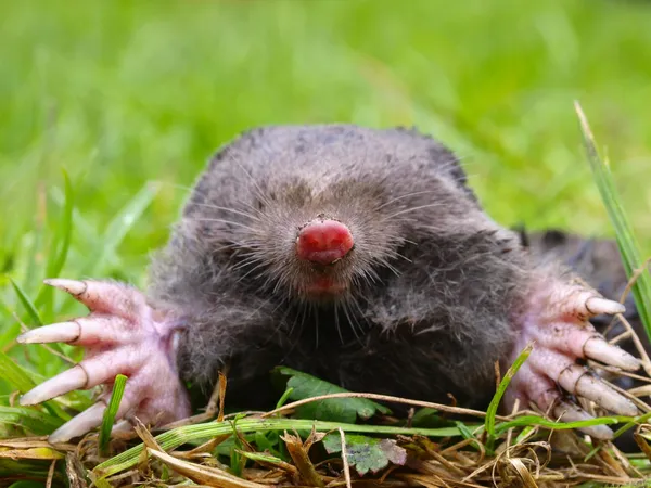 European Mole Head — Stock Photo, Image