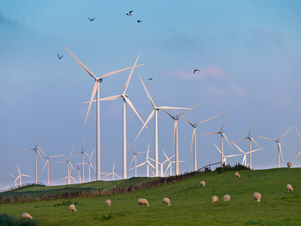 Wind Turbine and Birds