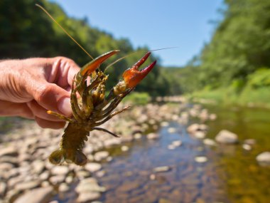 European broad-fingered Crayfish