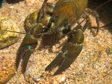 European broad-fingered Crayfish