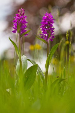 Western marsh orchid clipart
