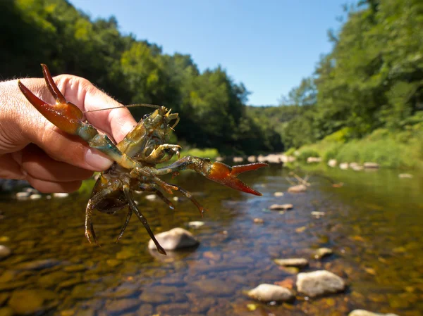 Cangrejo de río europeo de dedos anchos —  Fotos de Stock