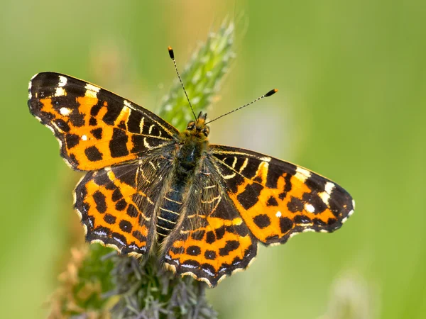 Butterfly opwarming van de aarde zijn vleugels in de zon — Stockfoto