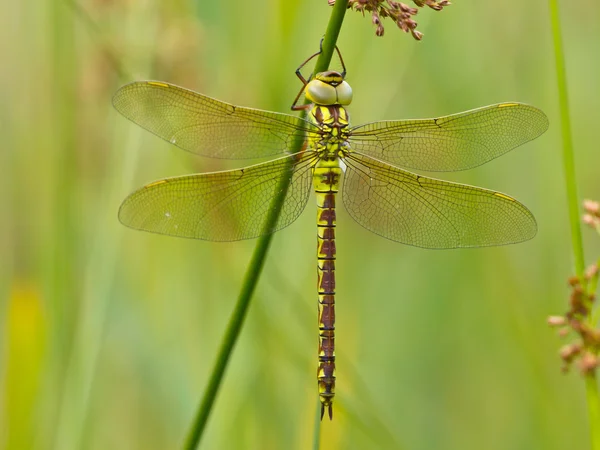 Libélula descansando sobre una hoja —  Fotos de Stock