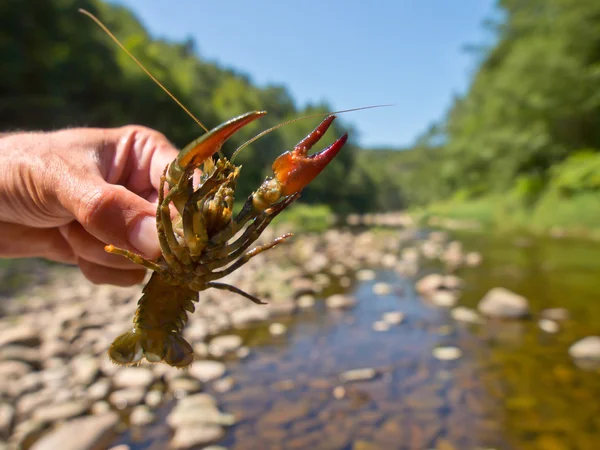 Crayfish berjari lebar Eropa — Stok Foto