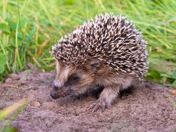 Hedgehog bebé de cerca — Foto de Stock