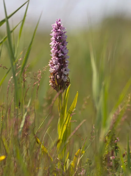 Primo fiore del Orchid della palude nelle praterie naturali — Foto Stock