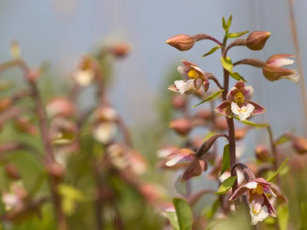 Květy divoké orchideje — Stock fotografie