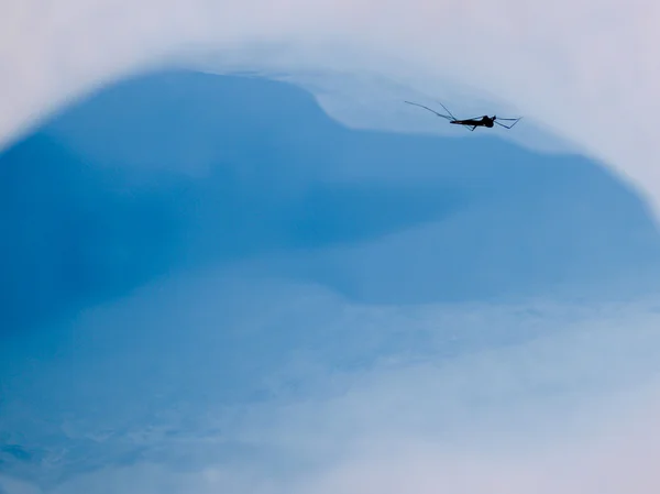 Buz üzerinde yaşayan sivrisinek — Stok fotoğraf