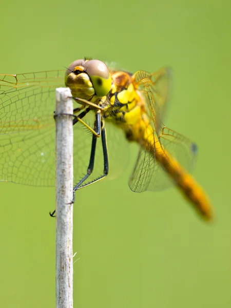 Libélula de Sympetrum descansando — Fotografia de Stock