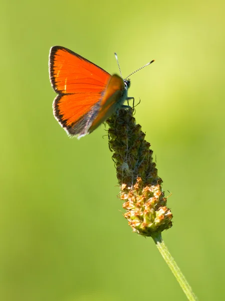 Метелик потепління свої крила на сонці — стокове фото