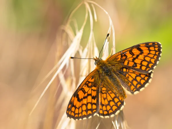 Butterfly uppvärmningen vingarna i solen — Stockfoto