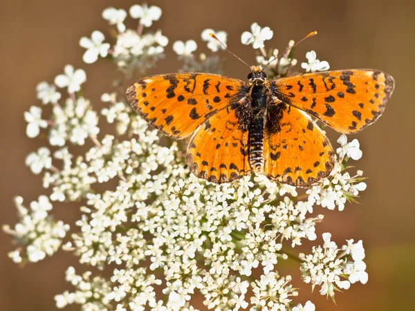 Farfalla che riscalda le sue ali al sole — Foto Stock