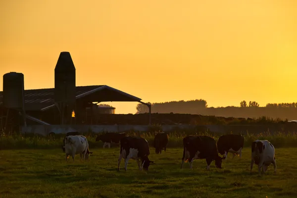 Turuncu günbatımı çiftlik siluet — Stok fotoğraf