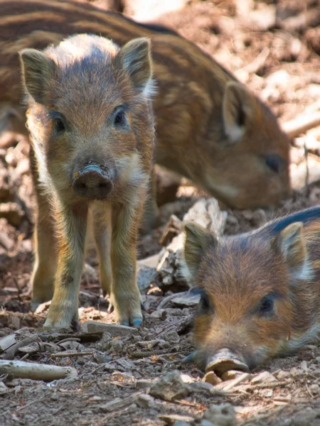 Paar junger Wildschweine — Stockfoto
