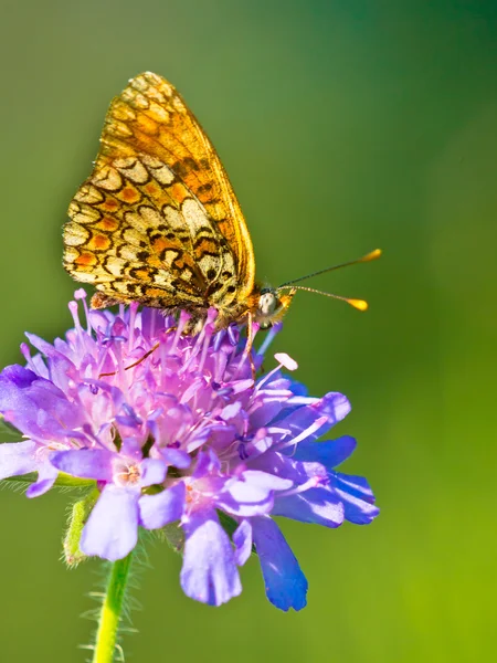 Farfalla che riscalda le sue ali al sole — Foto Stock