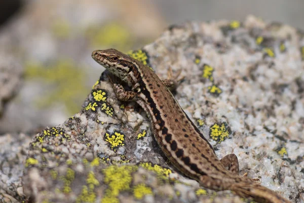 Lagarto de parede comum — Fotografia de Stock