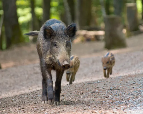 Wildschweine mit Jungtieren — Stockfoto