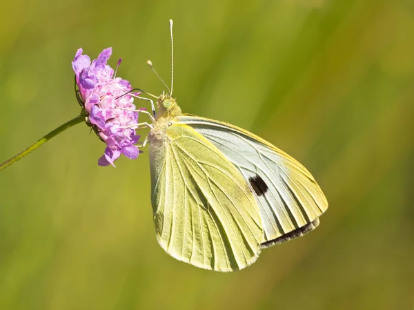 Butterfly Warming its Wings in the Sun — Stock Photo, Image