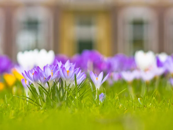 Violett blommande krokus — Stockfoto