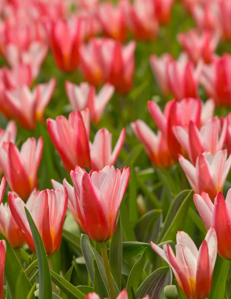 Cama de flores de tulipas florescentes — Fotografia de Stock