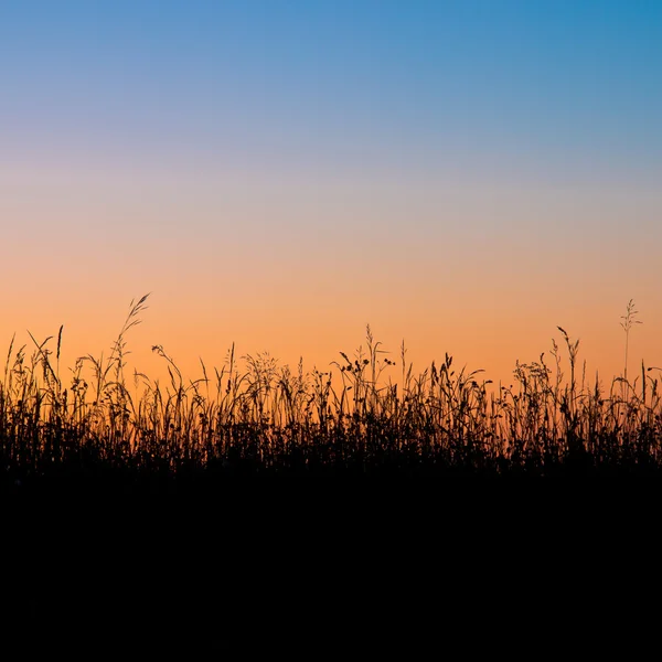 Gras veld silhouet — Stockfoto