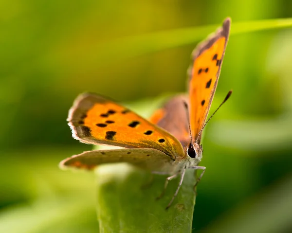 Motýl oteplování křídla na slunci — Stock fotografie