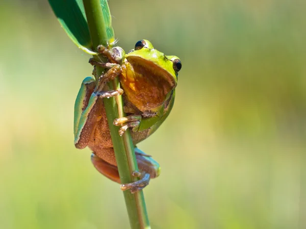 Vahşi treefrog — Stok fotoğraf