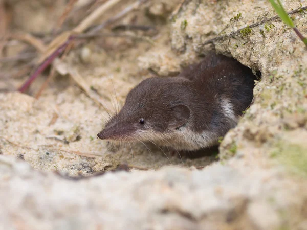 Zweifarbige Weißzahnspitzmaus — Stockfoto