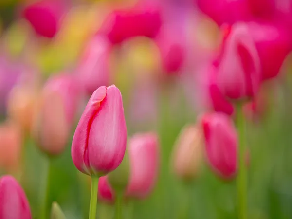 Tulipanes coloridos — Foto de Stock