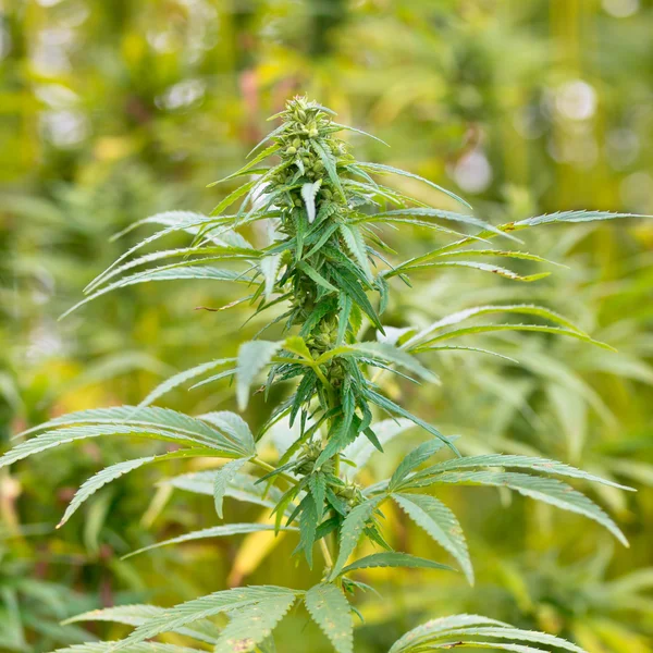 Hemp Buds Field — Stock Photo, Image