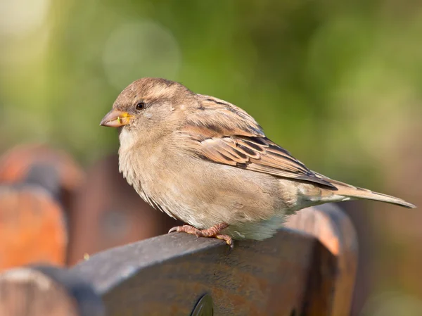 Female House Sparrow — Stock Photo, Image