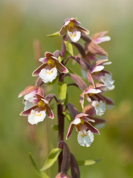 Flowers of wild orchid — Stock Photo, Image