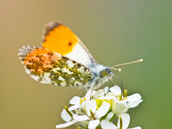 Mariposa punta naranja — Foto de Stock