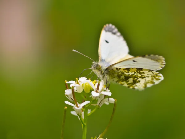 Butterfly Warming its Wings in the Sun — Stock Photo, Image