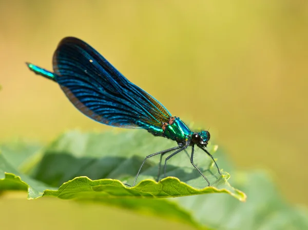 Damselfly σε ένα φύλλο — Φωτογραφία Αρχείου