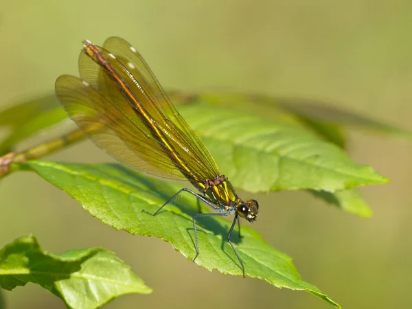 Damselfly σε ένα φύλλο — Φωτογραφία Αρχείου