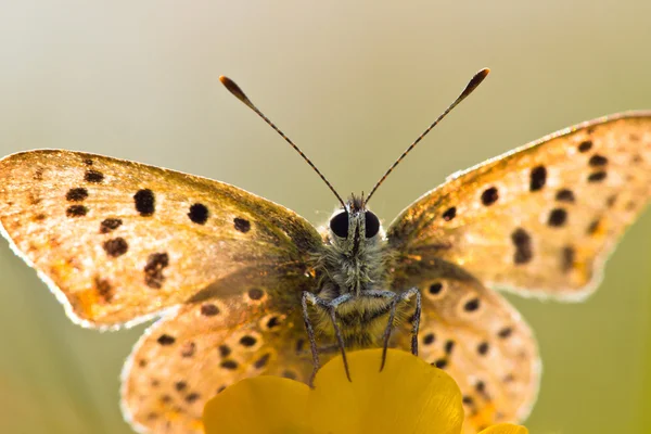 Volver Lit Sooty mariposa de cobre —  Fotos de Stock