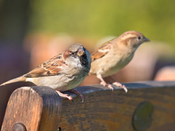 Par Gråsparv — Stockfoto