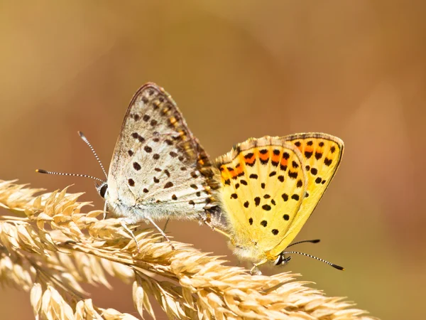 Par sotiga koppar parning — Stockfoto