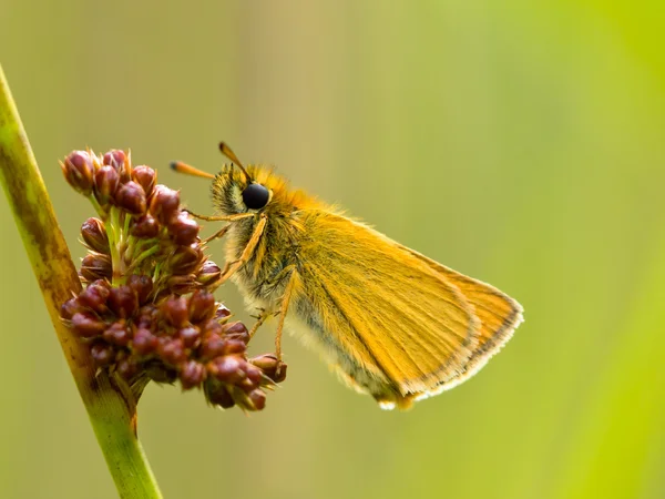 Essex skipper with green background — Stock Photo, Image