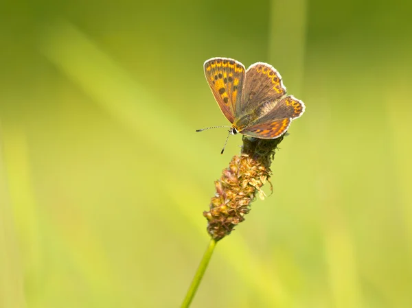 Macro image Sooty copper — Stock Photo, Image